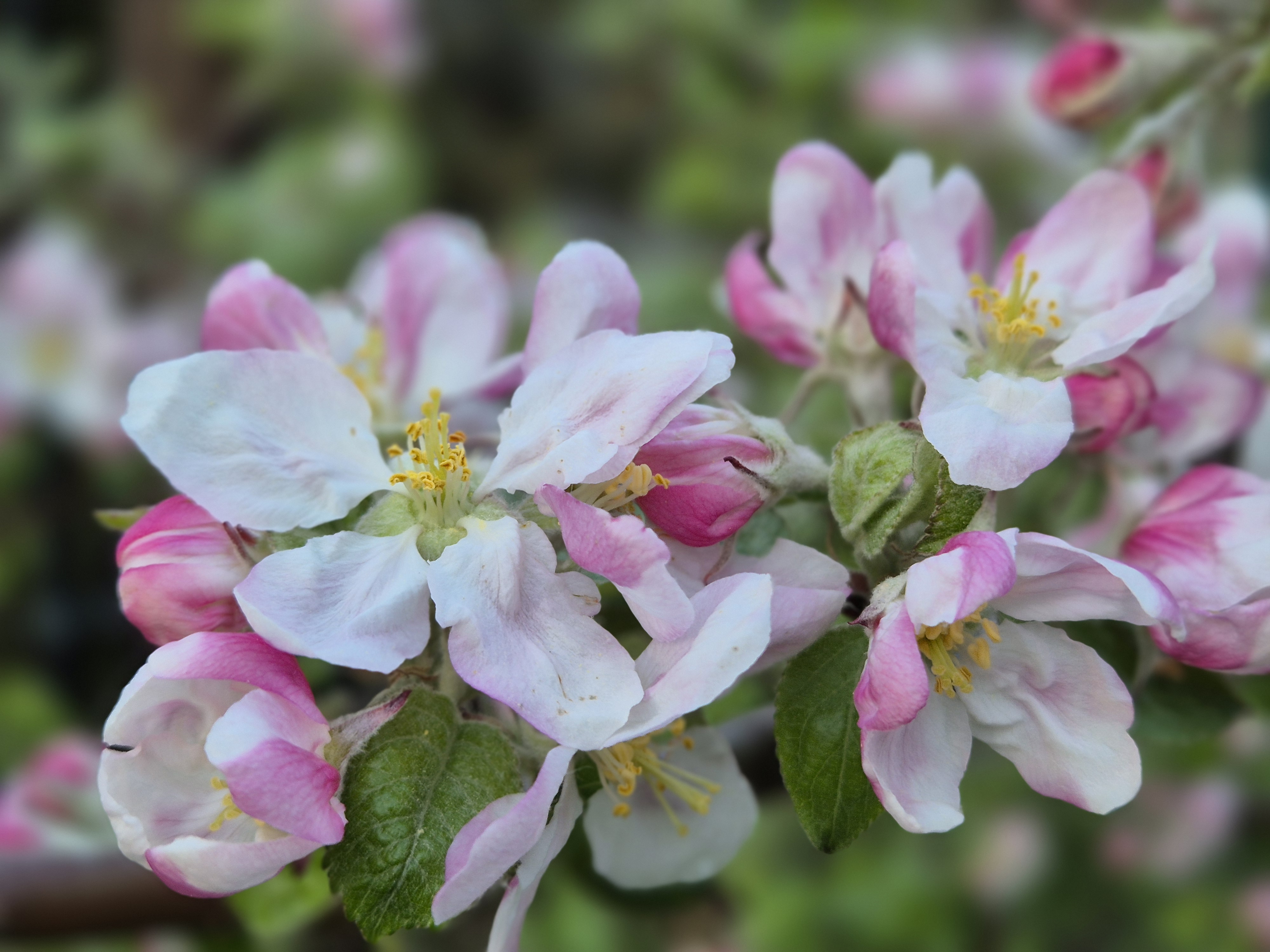 Närbild på blomma från äppelträd